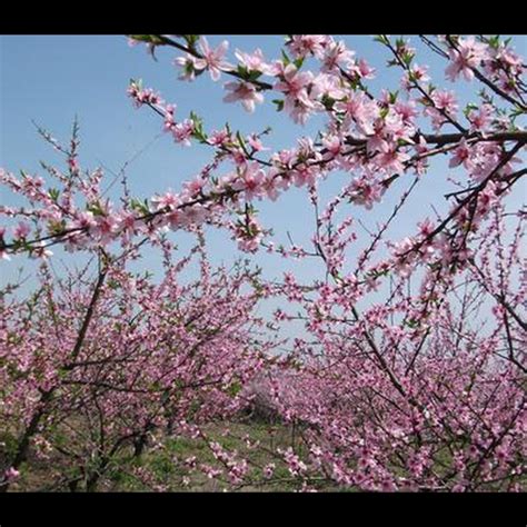 如何避免爛桃花|如何催旺桃花，斬爛桃花？只需做好這幾步！